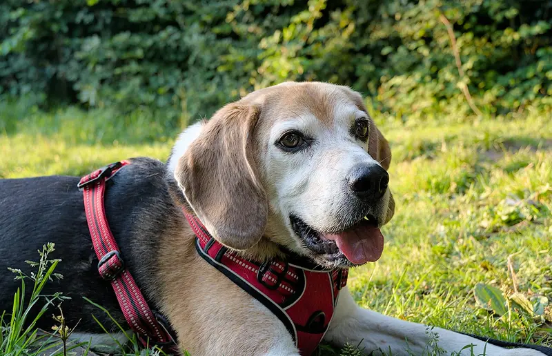 Beagle — foto ilustrativa da raça