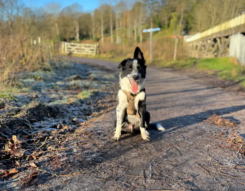 Border Collie — foto ilustrativa da raça
