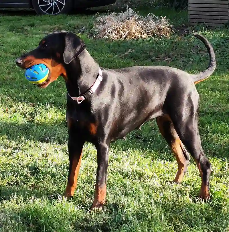 Doberman — foto ilustrativa da raça
