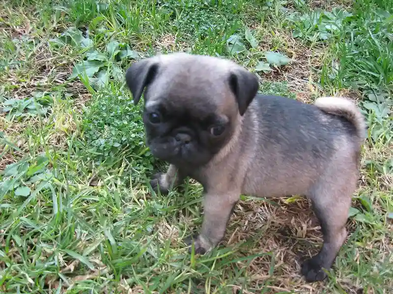 Pug — foto ilustrativa da raça