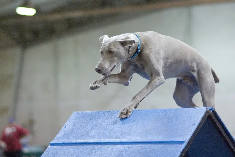 Weimaraner — foto ilustrativa da raça