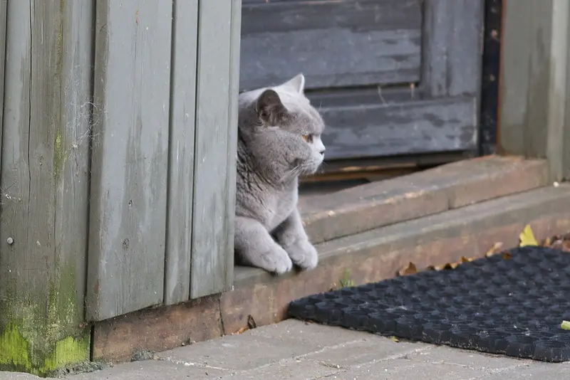 British Shorthair — foto ilustrativa da raça
