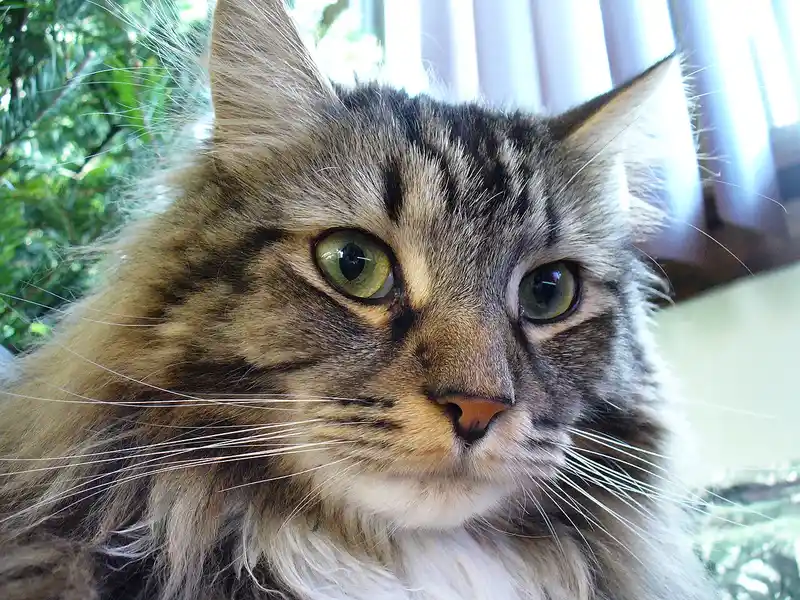 Maine Coon — foto ilustrativa da raça