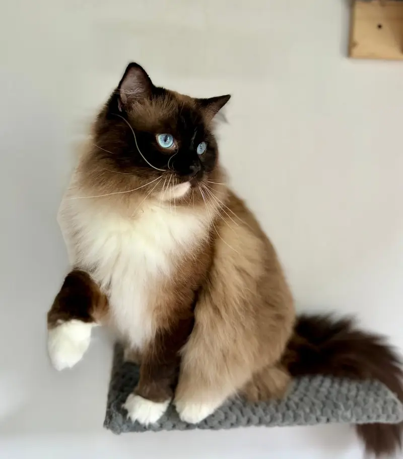 Ragdoll — foto ilustrativa da raça