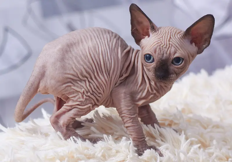 Sphynx — foto ilustrativa da raça